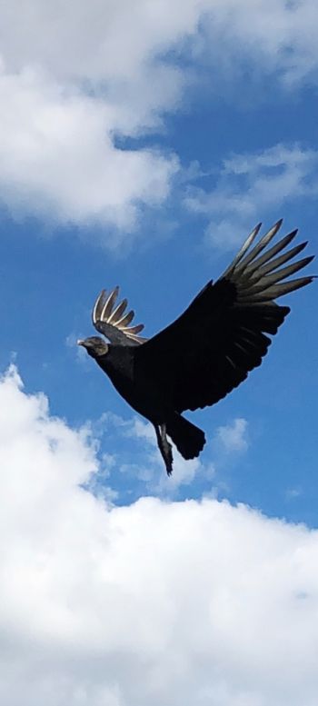 black vulture, bird, flies Wallpaper 1440x3200