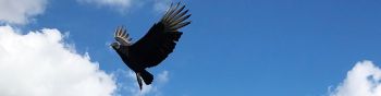 black vulture, bird, flies Wallpaper 1590x400