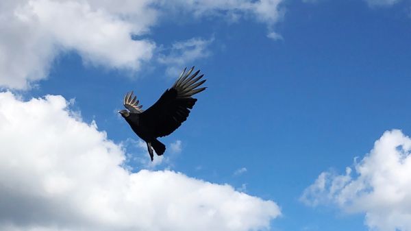 black vulture, bird, flies Wallpaper 1920x1080