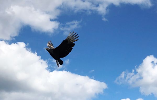 black vulture, bird, flies Wallpaper 16384x10507