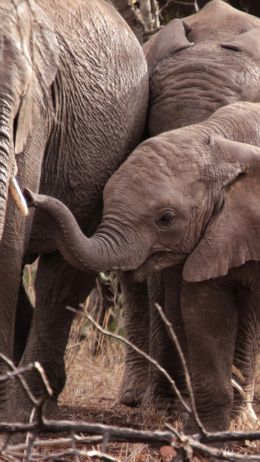 Обои 750x1334 Квазулу-Натал, Южная Африка, слоны, слоненок