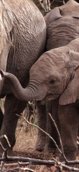Обои 828x1792 Квазулу-Натал, Южная Африка, слоны, слоненок