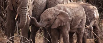Обои 2560x1080 Квазулу-Натал, Южная Африка, слоны, слоненок