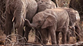 Обои 1920x1080 Квазулу-Натал, Южная Африка, слоны, слоненок