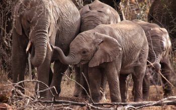 Обои 1920x1200 Квазулу-Натал, Южная Африка, слоны, слоненок
