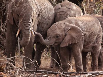 Обои 1024x768 Квазулу-Натал, Южная Африка, слоны, слоненок