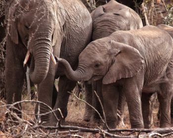 Обои 1280x1024 Квазулу-Натал, Южная Африка, слоны, слоненок