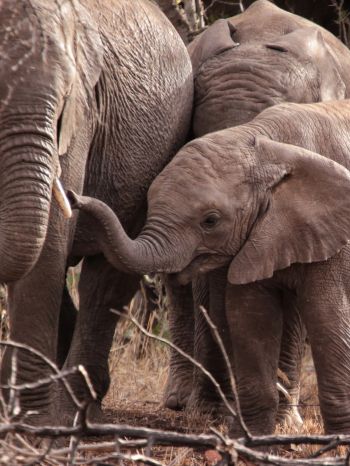 Обои 1536x2048 Квазулу-Натал, Южная Африка, слоны, слоненок
