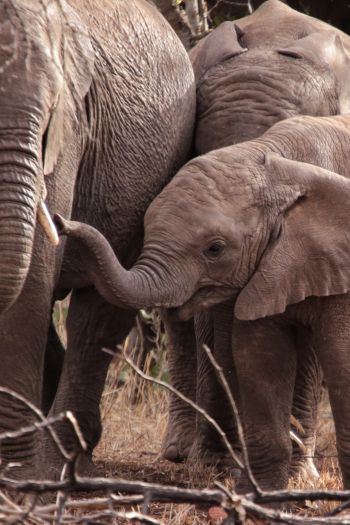 Обои 640x960 Квазулу-Натал, Южная Африка, слоны, слоненок