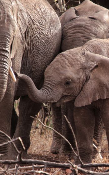 Обои 1200x1920 Квазулу-Натал, Южная Африка, слоны, слоненок