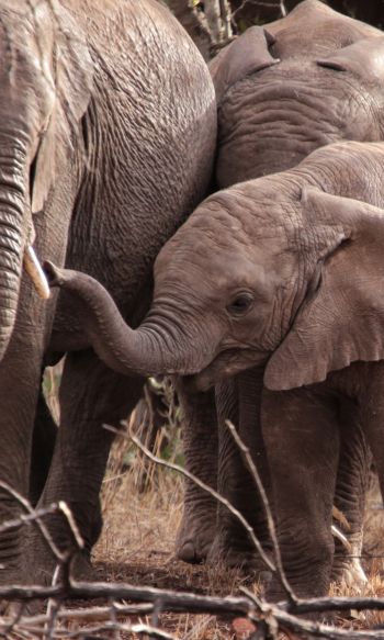 Обои 1200x2000 Квазулу-Натал, Южная Африка, слоны, слоненок