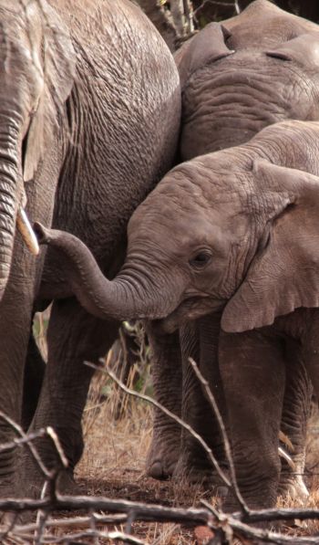 Обои 600x1024 Квазулу-Натал, Южная Африка, слоны, слоненок