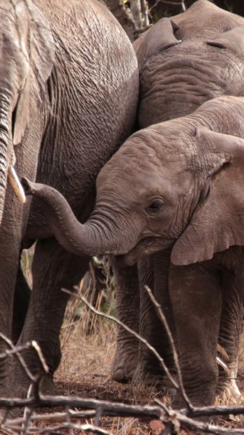 Обои 720x1280 Квазулу-Натал, Южная Африка, слоны, слоненок
