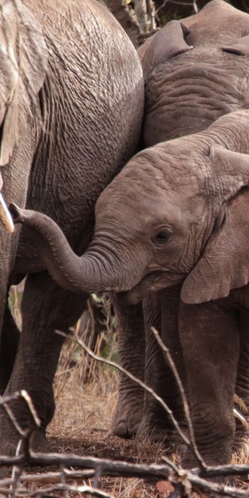 Обои 720x1440 Квазулу-Натал, Южная Африка, слоны, слоненок