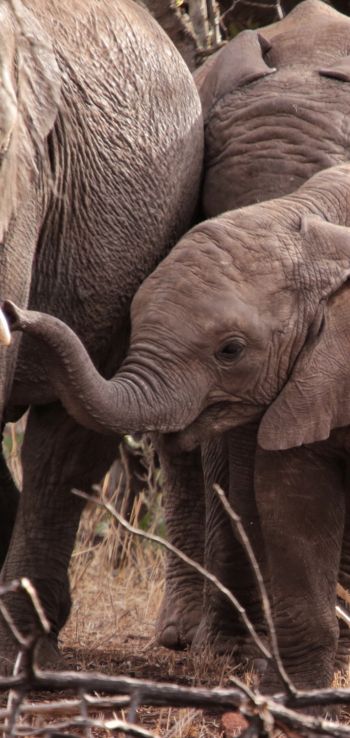 Обои 720x1520 Квазулу-Натал, Южная Африка, слоны, слоненок