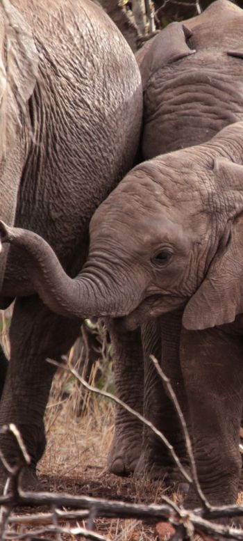 Обои 720x1600 Квазулу-Натал, Южная Африка, слоны, слоненок