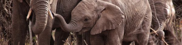 Обои 1590x400 Квазулу-Натал, Южная Африка, слоны, слоненок