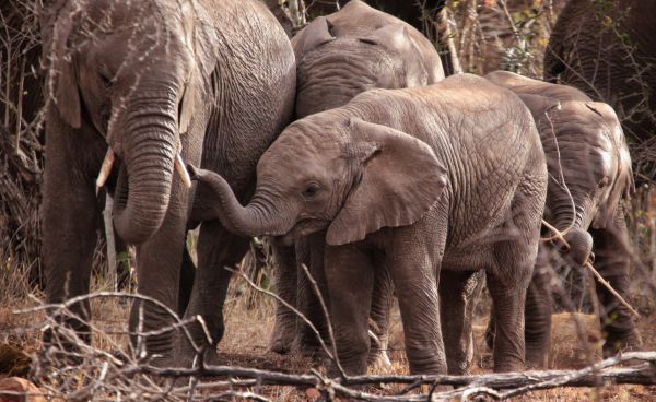 Обои 3380x2076 Квазулу-Натал, Южная Африка, слоны, слоненок