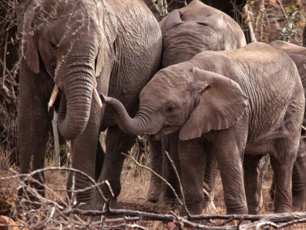Обои 1024x768 Квазулу-Натал, Южная Африка, слоны, слоненок