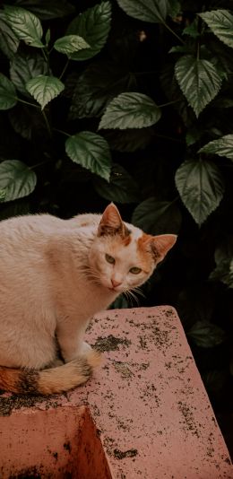 mammals, pet, cat Wallpaper 1080x2220