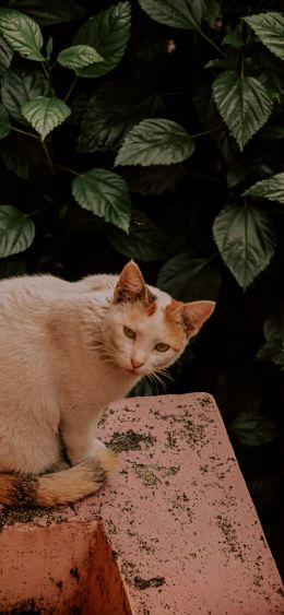 mammals, pet, cat Wallpaper 1080x2340