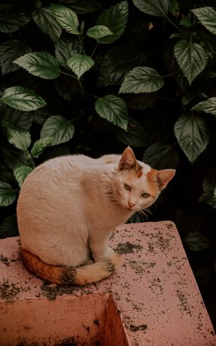 mammals, pet, cat Wallpaper 800x1280