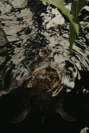 ripple, water, lake, turtle Wallpaper 3072x4608