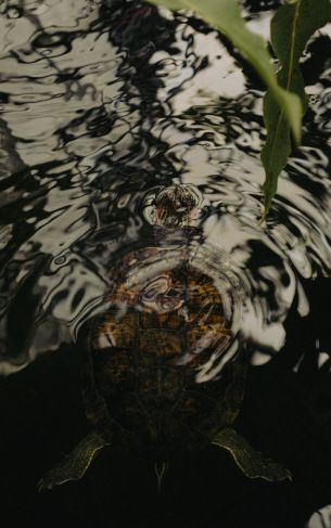 ripple, water, lake, turtle Wallpaper 1752x2800
