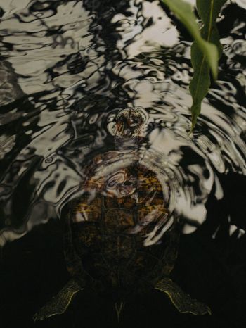 ripple, water, lake, turtle Wallpaper 1668x2224
