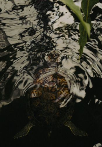 ripple, water, lake, turtle Wallpaper 1668x2388