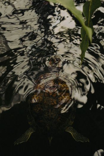 ripple, water, lake, turtle Wallpaper 640x960