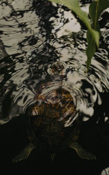 ripple, water, lake, turtle Wallpaper 1752x2800