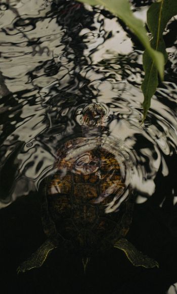 ripple, water, lake, turtle Wallpaper 1200x2000