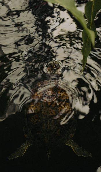 ripple, water, lake, turtle Wallpaper 600x1024