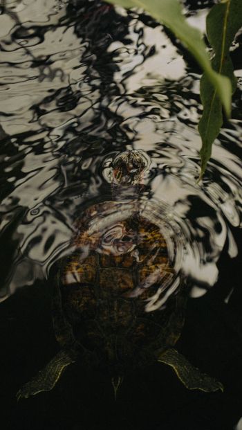 Обои 640x1136 рябь, вода, озеро, черепаха