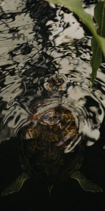ripple, water, lake, turtle Wallpaper 720x1440