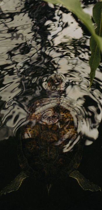 Обои 1080x2220 рябь, вода, озеро, черепаха