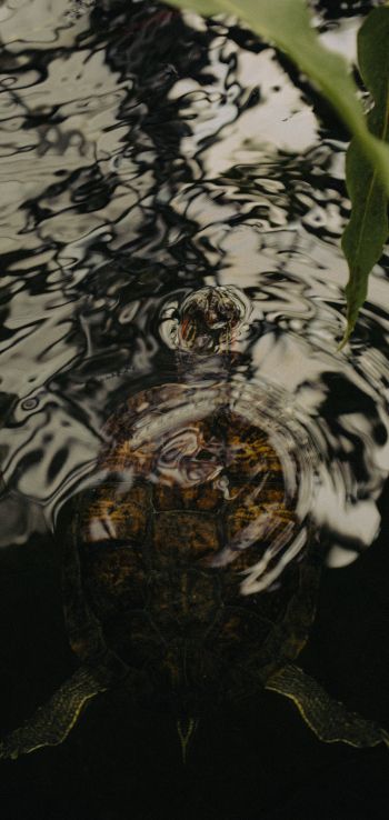 ripple, water, lake, turtle Wallpaper 1080x2280