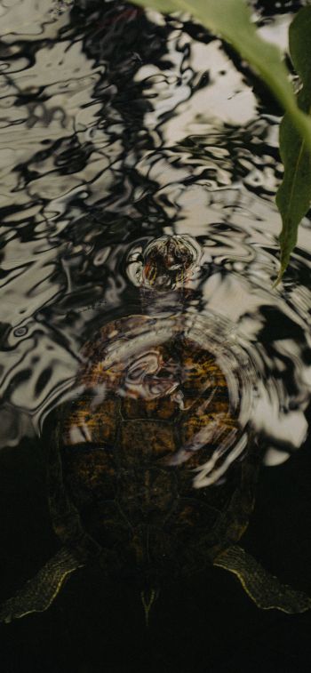 ripple, water, lake, turtle Wallpaper 1284x2778