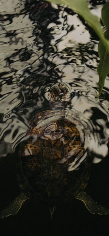 ripple, water, lake, turtle Wallpaper 1080x2340
