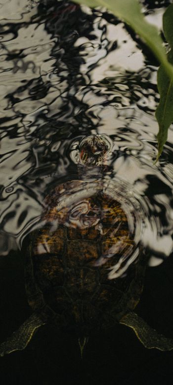 ripple, water, lake, turtle Wallpaper 1080x2400