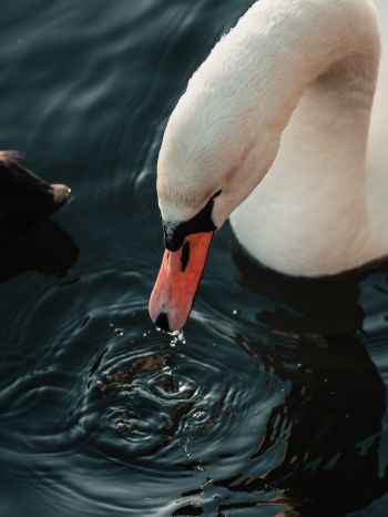 Stockholm, Sweden, water, swan, bird Wallpaper 1668x2224