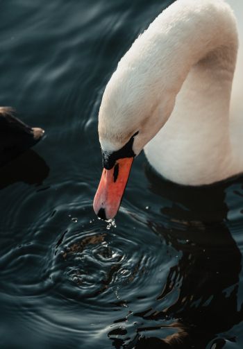 Stockholm, Sweden, water, swan, bird Wallpaper 1640x2360