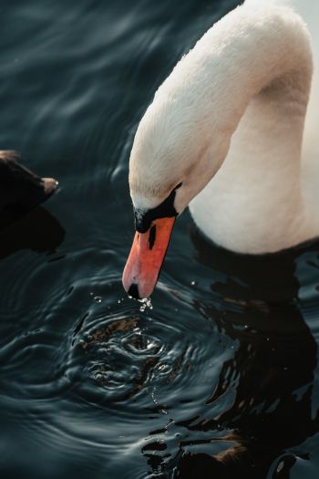 Stockholm, Sweden, water, swan, bird Wallpaper 640x960