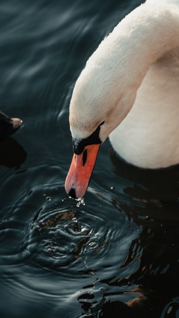Stockholm, Sweden, water, swan, bird Wallpaper 640x1136
