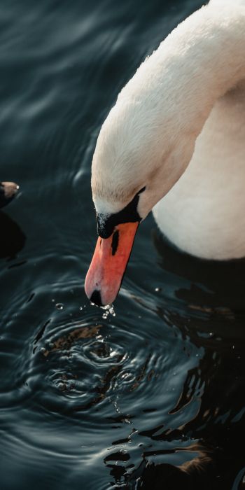 Stockholm, Sweden, water, swan, bird Wallpaper 720x1440