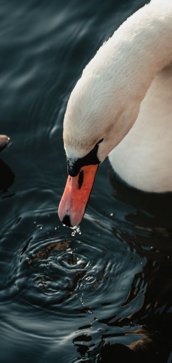 Stockholm, Sweden, water, swan, bird Wallpaper 1080x2280