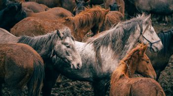 Обои 1600x900 лошади, дикая природа, млекопитающие
