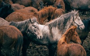 horses, wild nature, mammals Wallpaper 2560x1600