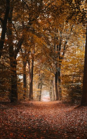 autumn, path, grove Wallpaper 1752x2800